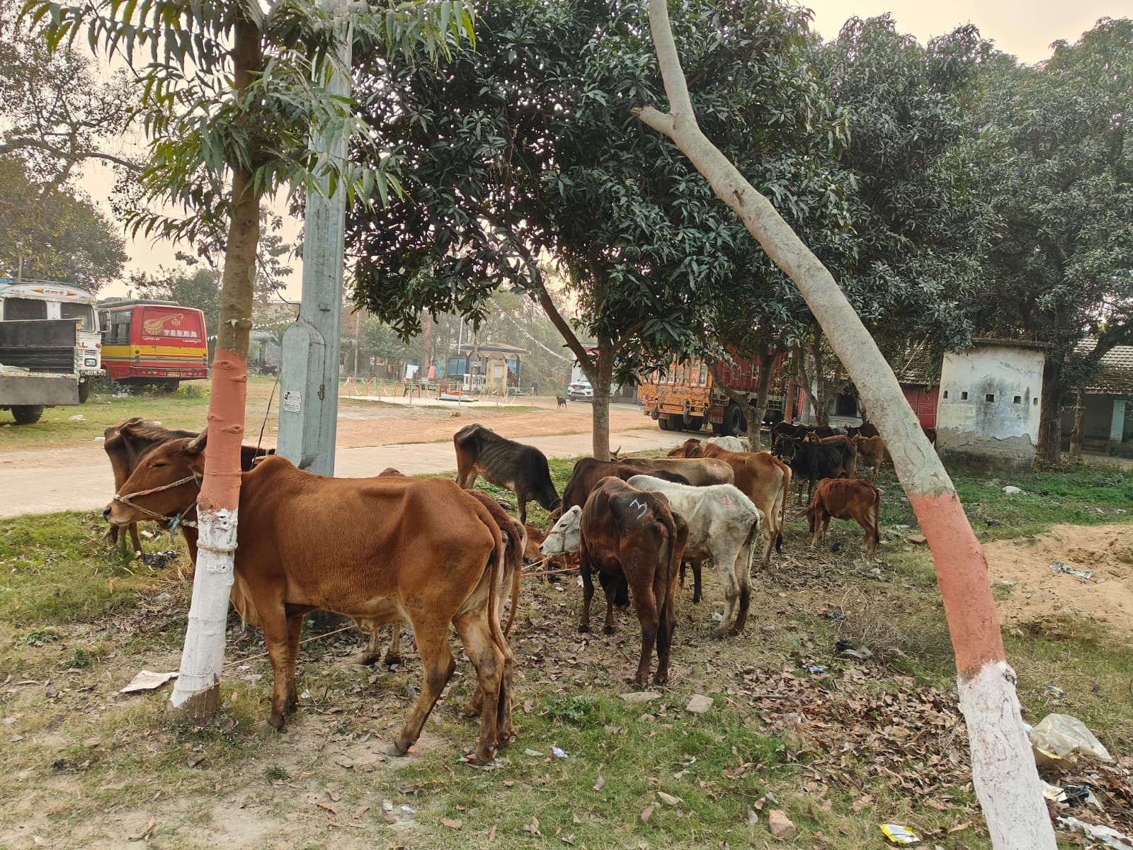 पुलिस द्वारा अवैध पशु तस्करी के विरूद्ध विशेष अभियान के तहत कुल-57 मवेशी के साथ 11 पशु तस्कर को किया गया गिरफ्तार।