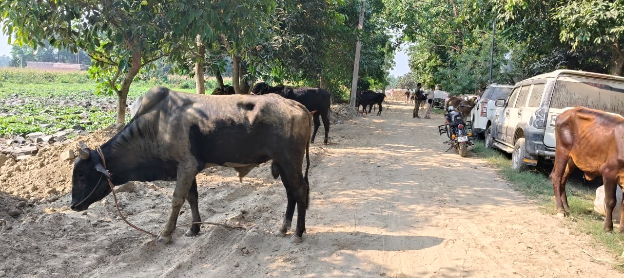 मवेशियों से लदा ट्रक जब्त, वाहन चालक गिरफ्तार 