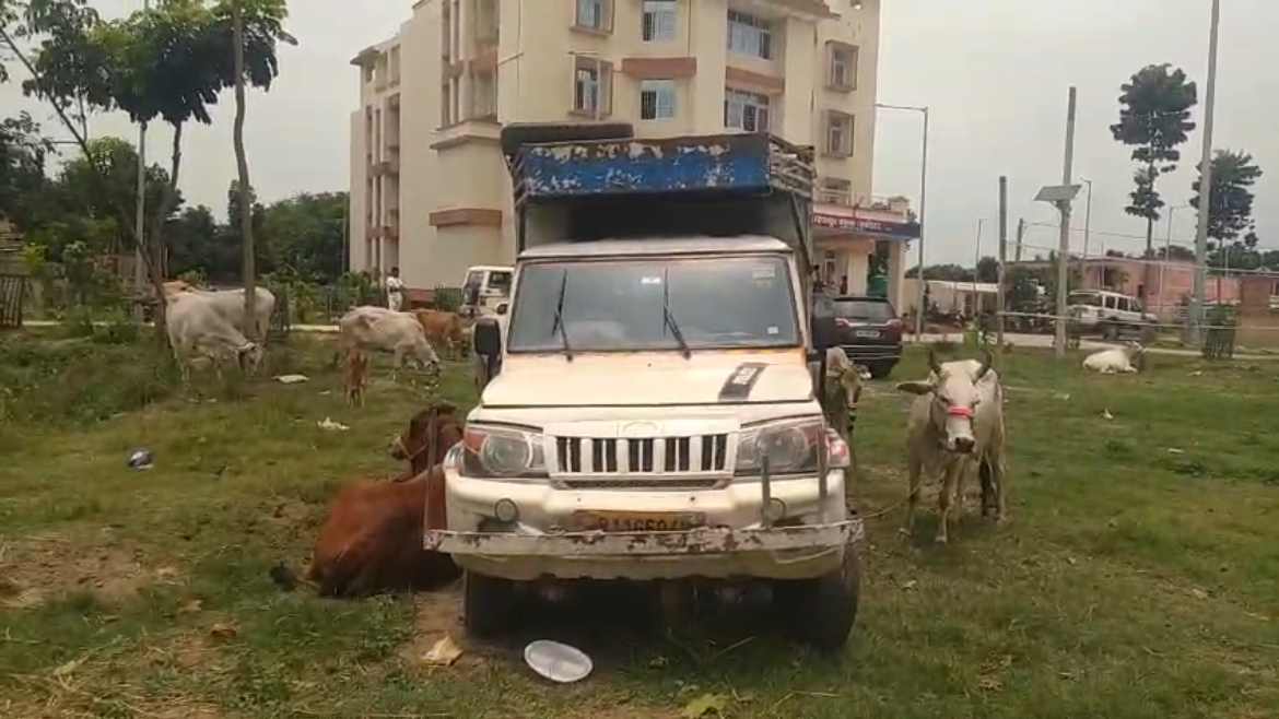 कटिहार में मवेशी तस्करी का खुलासा, तीन पिकअप से 33 मवेशी बरामद, दो गिरफ्तार